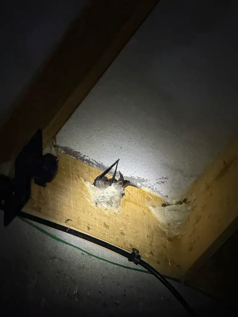 A swiftlet resting on its nest on a wooden beam