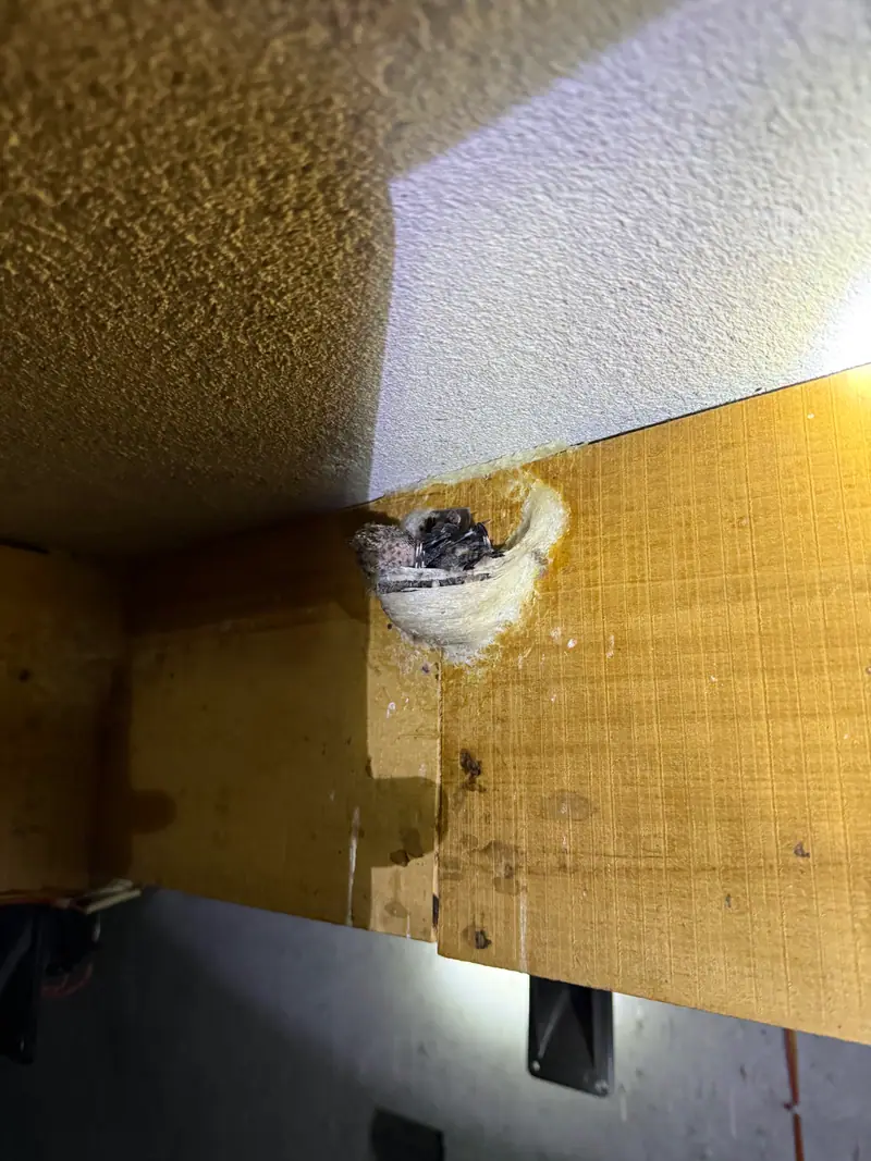 A nest with young still inside, left untouched
