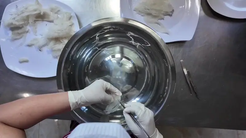 Gloved hands lifting feathers from a soaked nest with tweezers